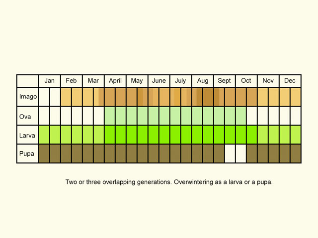  Life stages table Copyright Martin Evans 