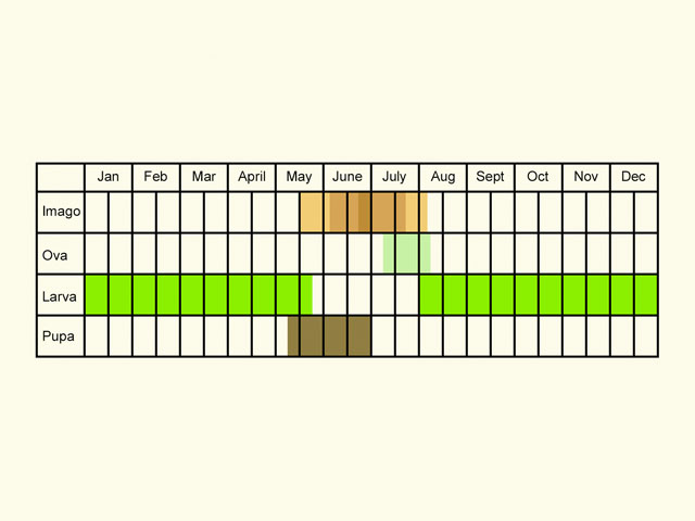  Life stages table Copyright Martin Evans 