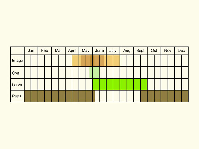  Life stages table Copyright Martin Evans 