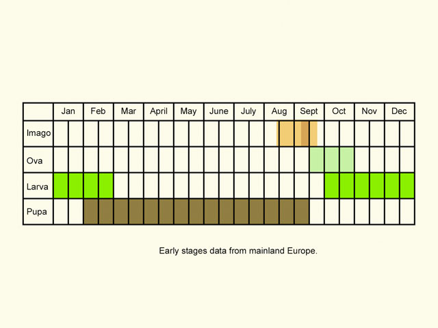  Life stages table Copyright Martin Evans 