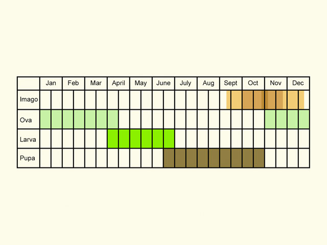  Life stages table Copyright Martin Evans 