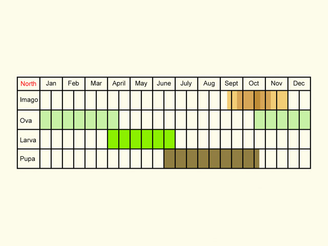  Life stages table Copyright Martin Evans 