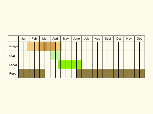  Life stages table Copyright Martin Evans 