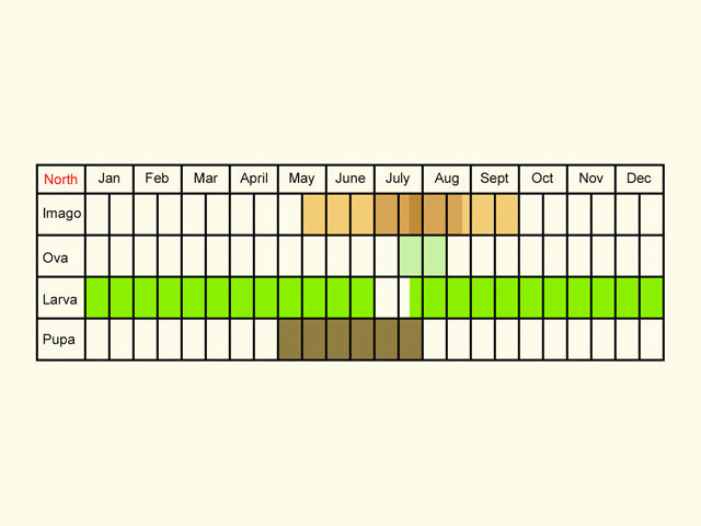  Life stages table Copyright Martin Evans 