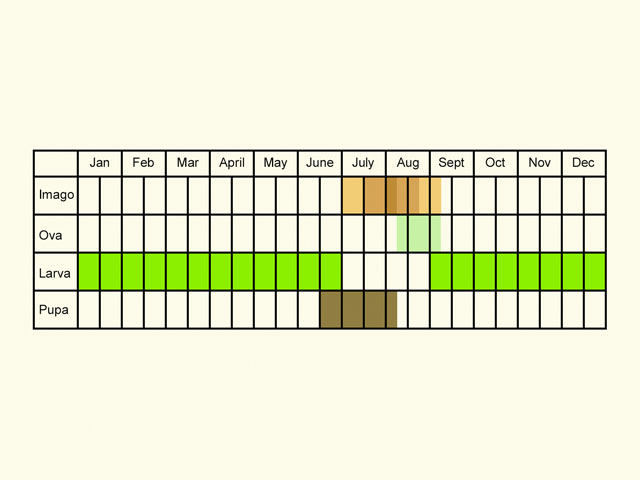  Life stages table Copyright Martin Evans 