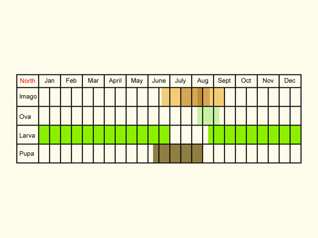  Life stages table Copyright Martin Evans 