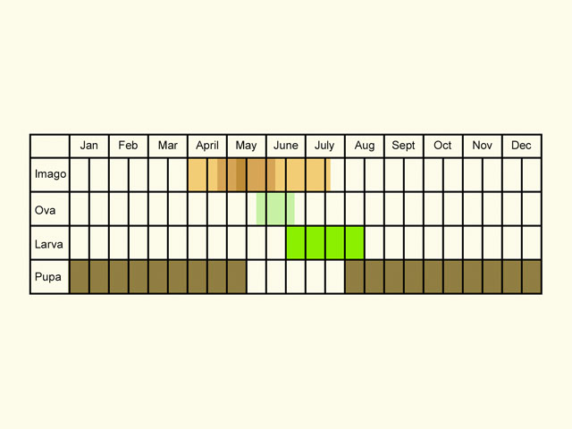  Life stages table Copyright Martin Evans 