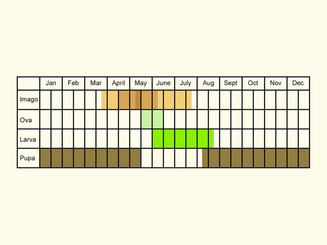  Life stages table Copyright Martin Evans 