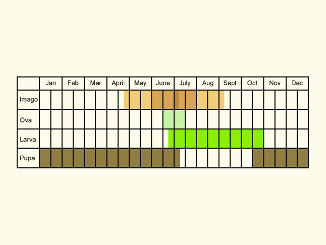  Life stages table Copyright Martin Evans 