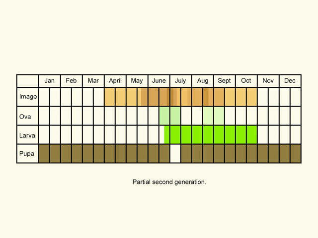  Life stages table Copyright Martin Evans 