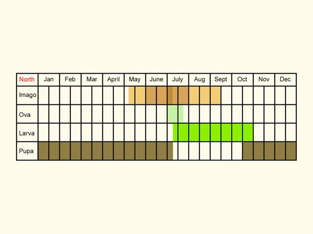  Life stages table Copyright Martin Evans 