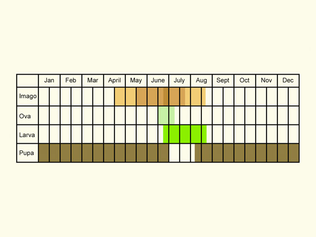  Life stages table Copyright Martin Evans 