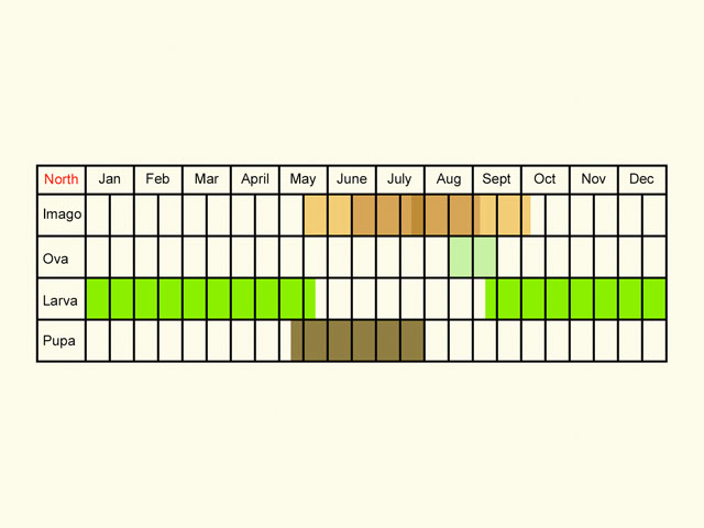  Life stages table Copyright Martin Evans 