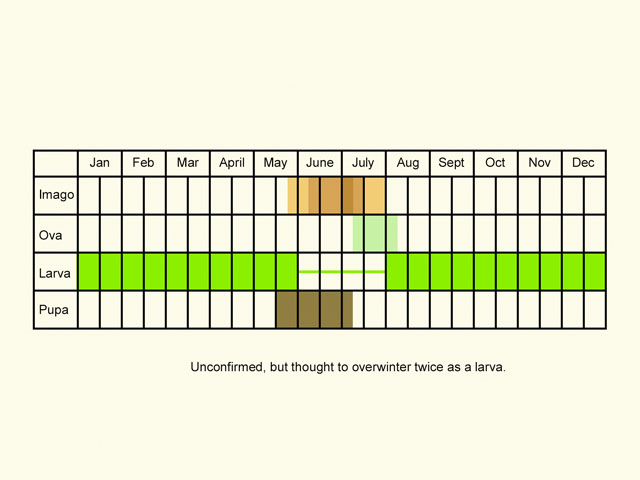  Life stages table Copyright Martin Evans 