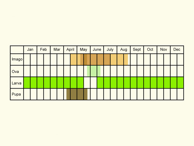  Life stages table Copyright Martin Evans 