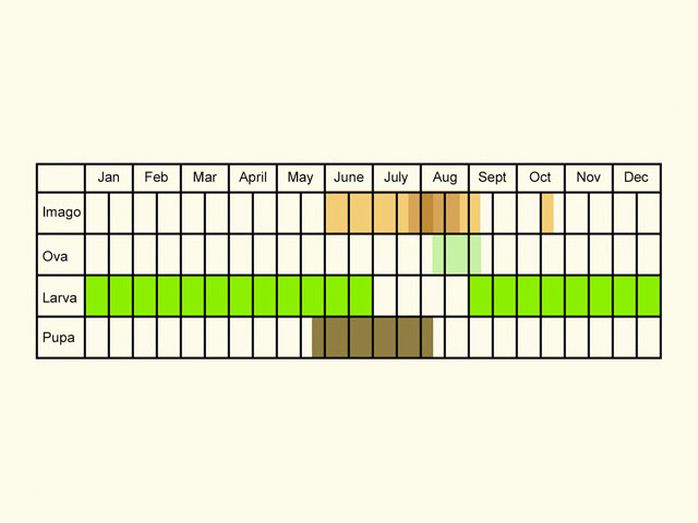  Life stages table Copyright Martin Evans 