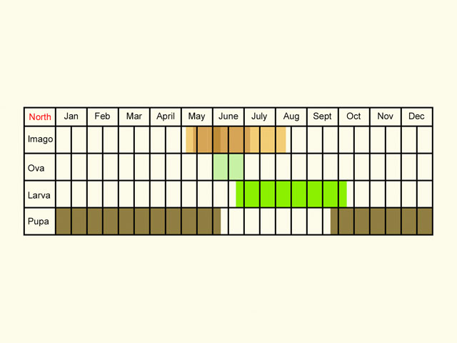  Life stages table Copyright Martin Evans 