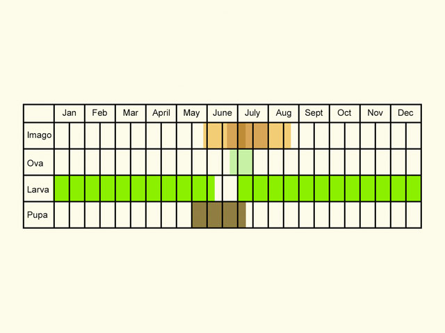  Life stages table Copyright Martin Evans 