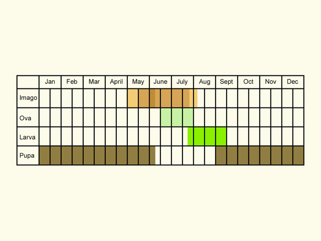  Life stages table Copyright Martin Evans 