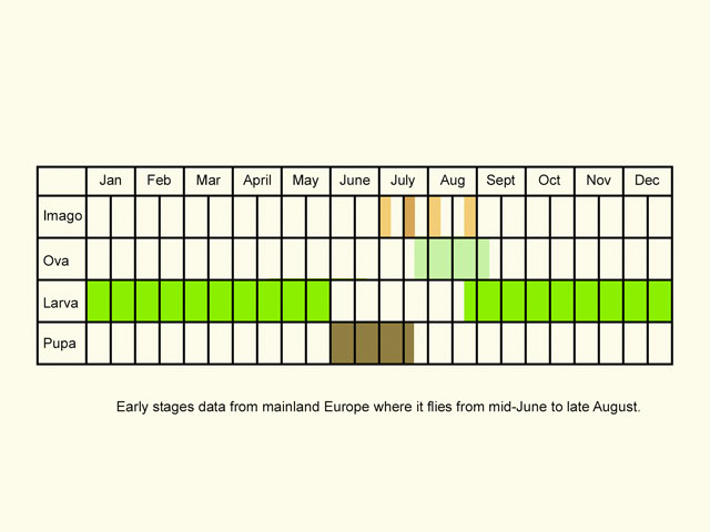  Life stages table Copyright Martin Evans 