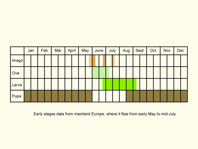  Life stages table Copyright Martin Evans 