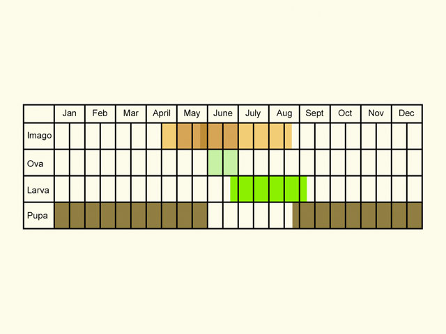  Life stages table Copyright Martin Evans 