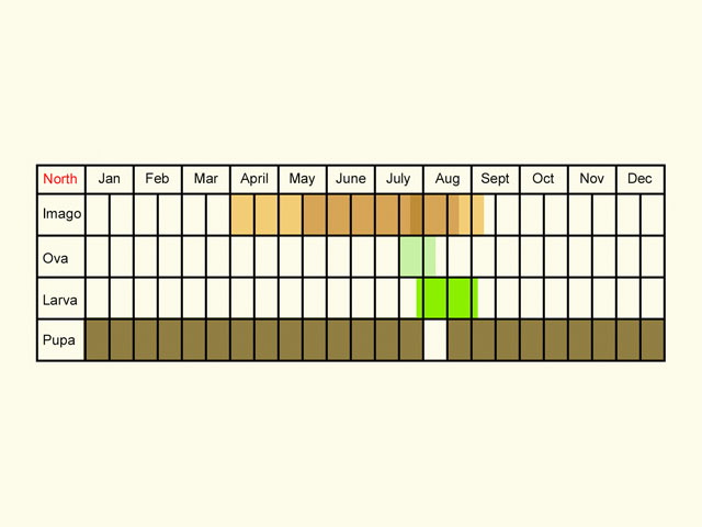  Life stages table Copyright Martin Evans 