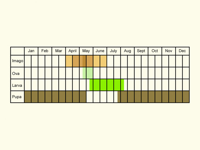  Life stages table Copyright Martin Evans 