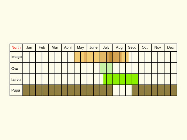  Life stages table Copyright Martin Evans 