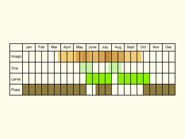  Life stages table Copyright Martin Evans 