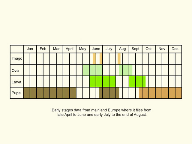  Life stages table Copyright Martin Evans 