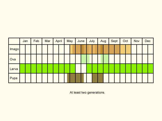  Life stages table Copyright Martin Evans 