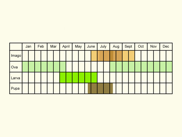  Life stages table Copyright Martin Evans 