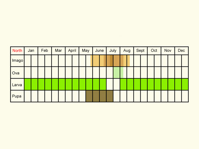  Life stages table Copyright Martin Evans 