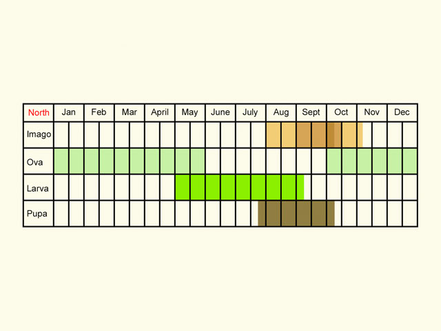  Life stages table Copyright Martin Evans 