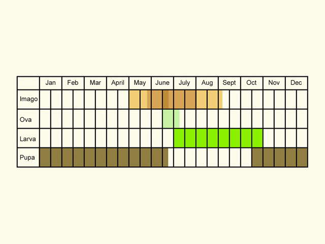  Life stages table Copyright Martin Evans 