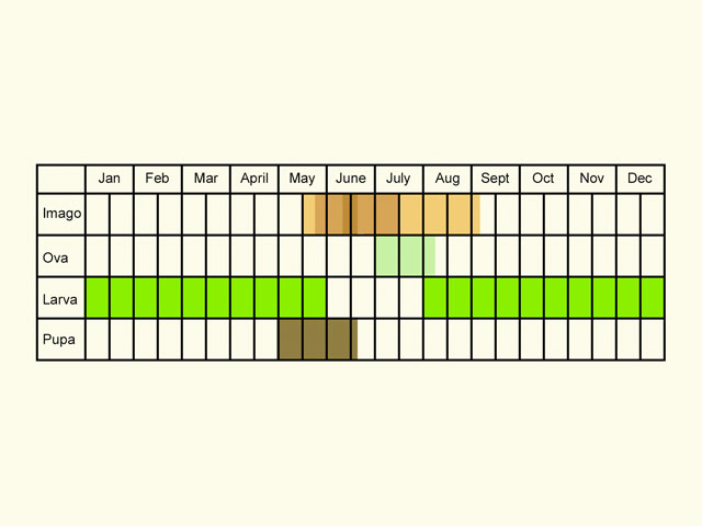  Life stages table Copyright Martin Evans 