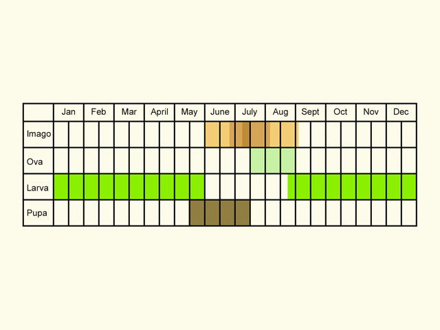  Life stages table Copyright Martin Evans 