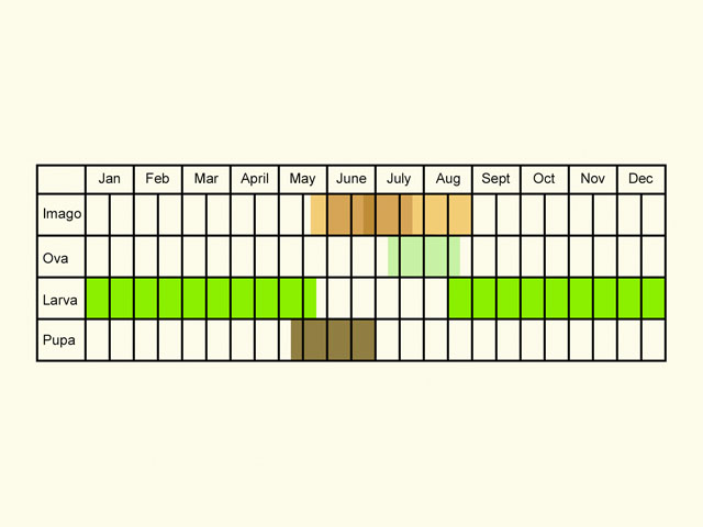  Life stages table Copyright Martin Evans 