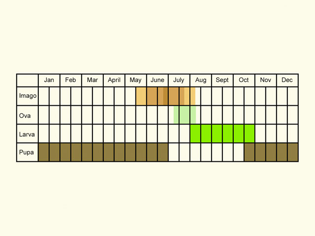  Life stages table Copyright Martin Evans 