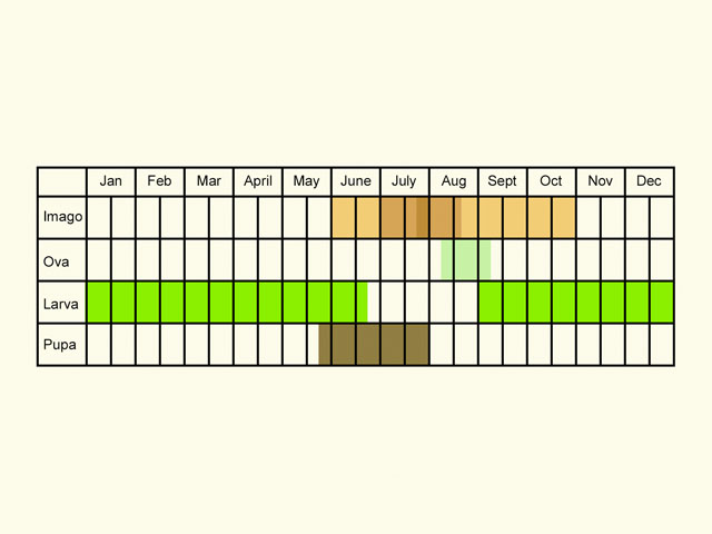  Life stages table Copyright Martin Evans 