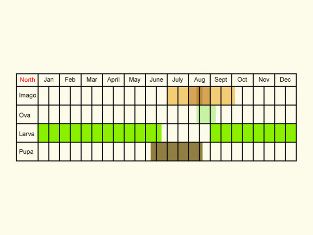  Life stages table Copyright Martin Evans 