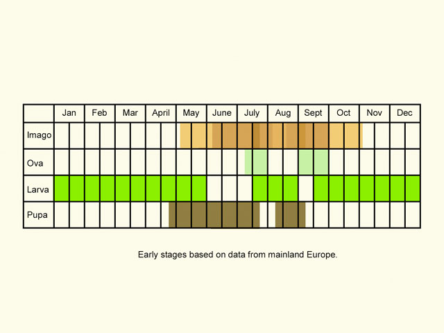  Life stages table Copyright Martin Evans 