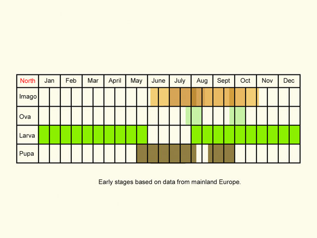  Life stages table Copyright Martin Evans 