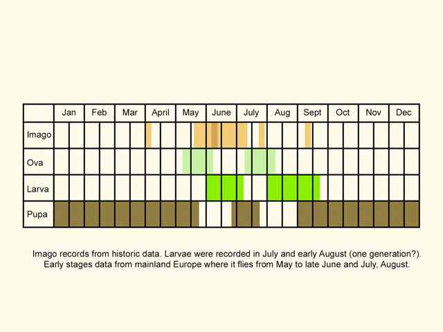  Life stages table Copyright Martin Evans 