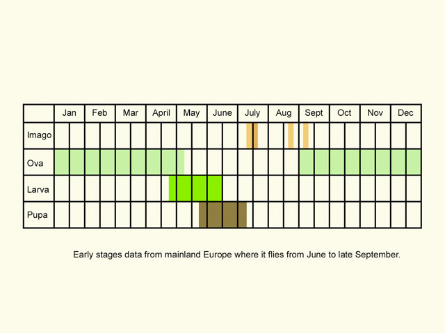  Life stages table Copyright Martin Evans 