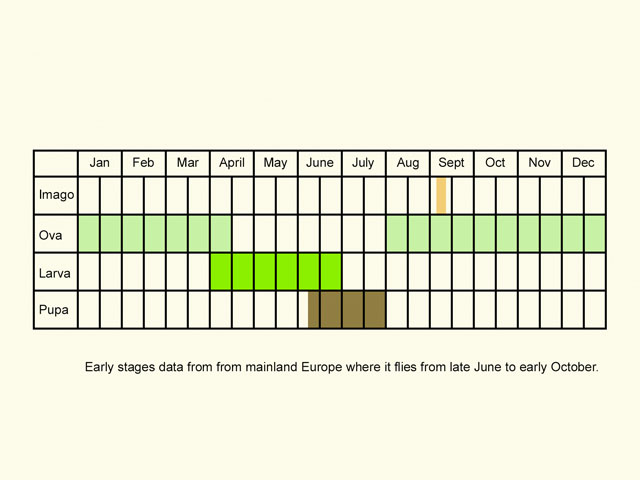  Life stages table Copyright Martin Evans 