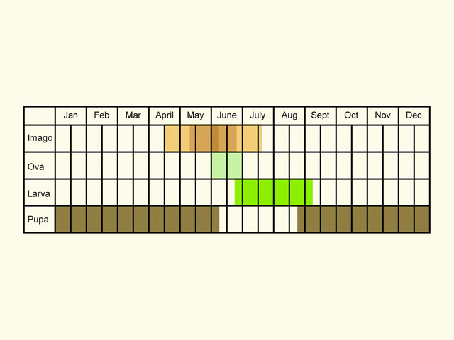  Life stages table Copyright Martin Evans 