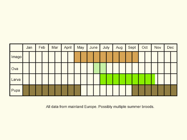  Life stages table Copyright Martin Evans 