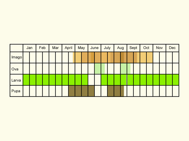  Life stages table Copyright Martin Evans 